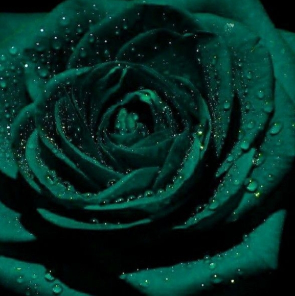 yhwhzrose